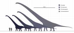 Mamenchisaurus_Species_Scale_Steveoc86.svg