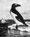 Pinguinus impennis