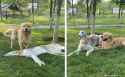 Borzoi and mutt