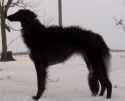 black zois