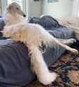 when you come home and theres werewolf on the sofa