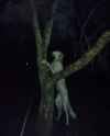 spooky zoi