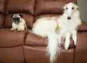 downy dog vs majestic dog