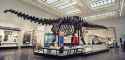 1920px-Brontosaurus_excelsus_remount_in_the_Peabody_Museum[1]