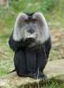 Liontail-macaque