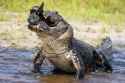 images 5