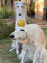 borzoiorange