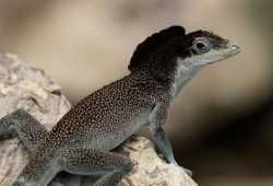 Anolis agassizi