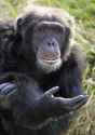 chimp hand