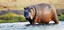 African-hippo-standing-in-water_adobe-stock