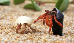 hermit-crab-reaching_cropped