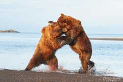 21-brown-bear-photos-01792-crop