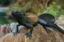 sailfin-dragon