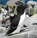 Alcidae