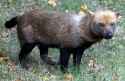 South American bush dog