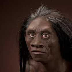 floresiensis_JG_Recon_Head_CC_3qtr_lt_l1.jpg