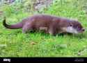 otter