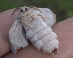 moff