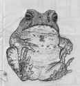 toadboy