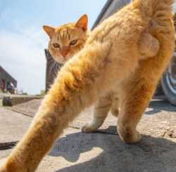 Catb