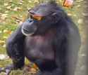 chimpsunglasses
