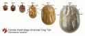 Growth-ADT-female1-1