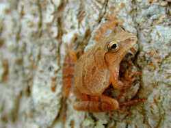 H_crucifer_USGS