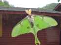 luna moth