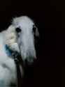 borzoi in darkness
