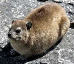 Hyrax_on_the_Rocks