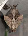 kinkymoths