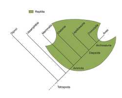 traditional_reptilia-2_med_hr