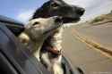 Borzoi&#039;s enjoy some highway air