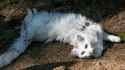 White-cat-amazing-portrait-macro-background-wallpapers-high-quality-fine-art-prints-products
