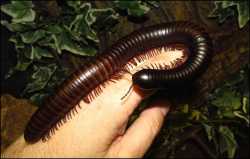 millipede