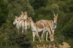 onagers