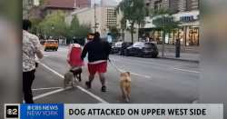 large dogs
