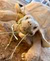 Spurred_Tortoise