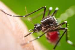 Swatting-mosquitoes-helps-them-learn-to-avoid-your-scent