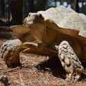 Reptiles-African-Spurred-Tortoise