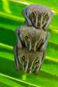 Striped-Yellow-eared-Bat-Vampyressa-nymphaea-trio-roosting-in-palm-tree-PanamaMinden-Pictures-1254x1888