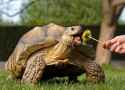 Tort 2