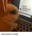 bunny pc