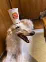 burger king zoi
