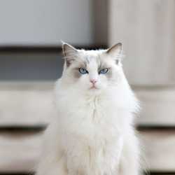 the floofer