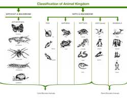 Classification-of-Animal-Kingdom-1470867219