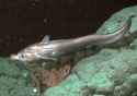 Coryphaenoides_armatus_1