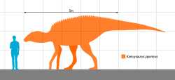 1200px-Kamuysaurus_Scale.svg