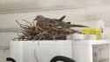 most competent dove