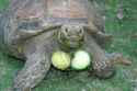 male-sulcata-tortoises-will-aggressively-ram-and-flip-each-v0-2uchdy7or1e81